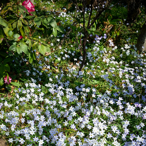 春の庭.jpg