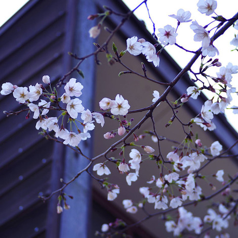 桜2019.jpg