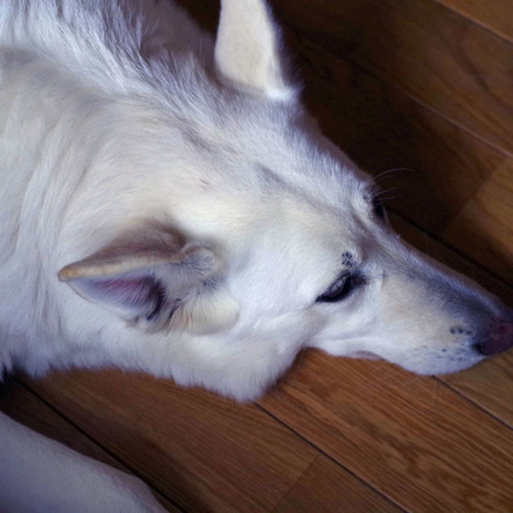 犬 床寝.jpg