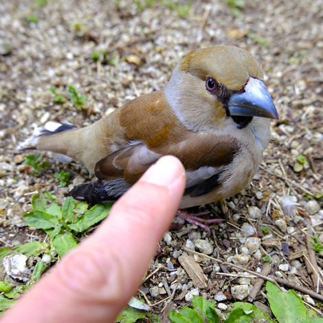 Hawfinch.jpg