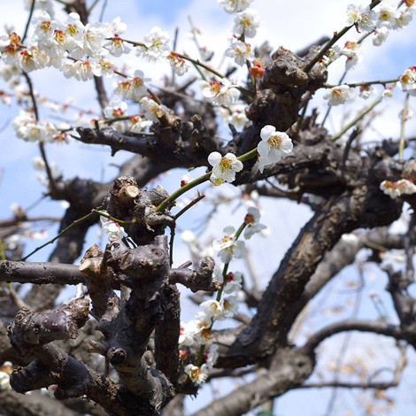 Japanese apricot.jpg