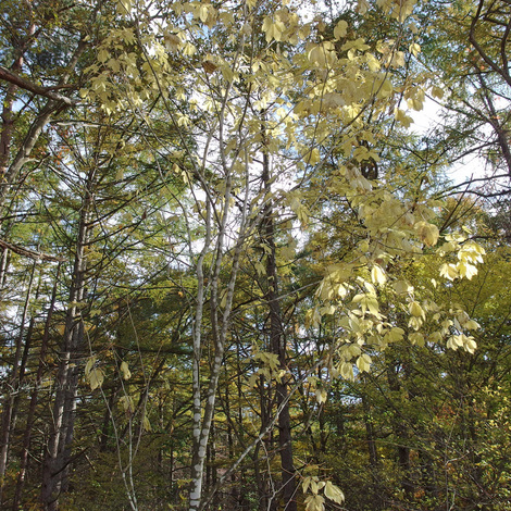 Magnolia.jpg