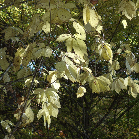 Magnolia2.jpg