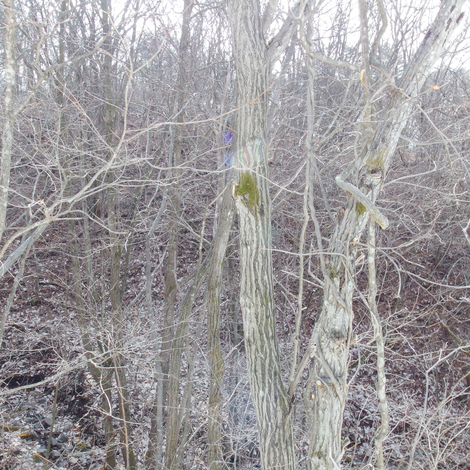 Northern spring.jpg