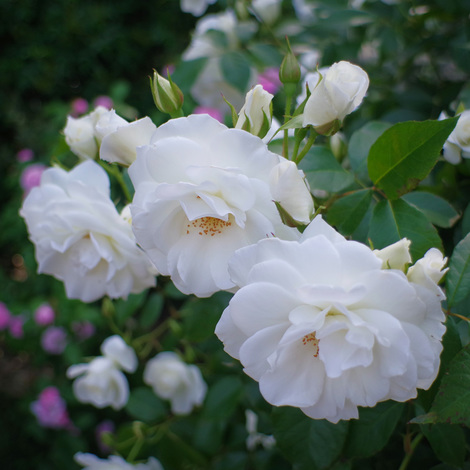RoseTochigi.jpg