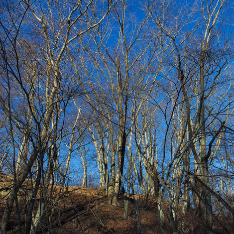 WinterForest.jpg