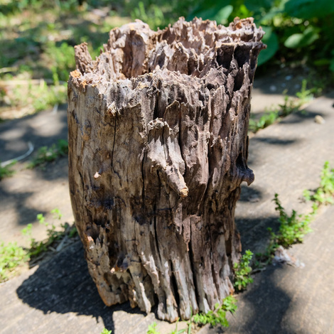 a stump.jpg