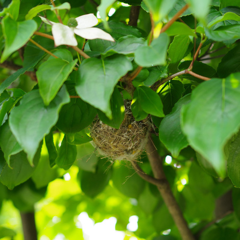 birdsofnest.jpg
