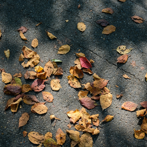 fallen leaves.jpg