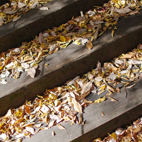 fallen leaves1.jpg