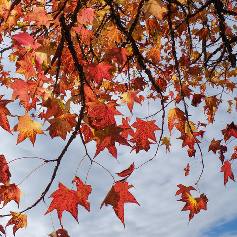 fallenleaves1.jpg
