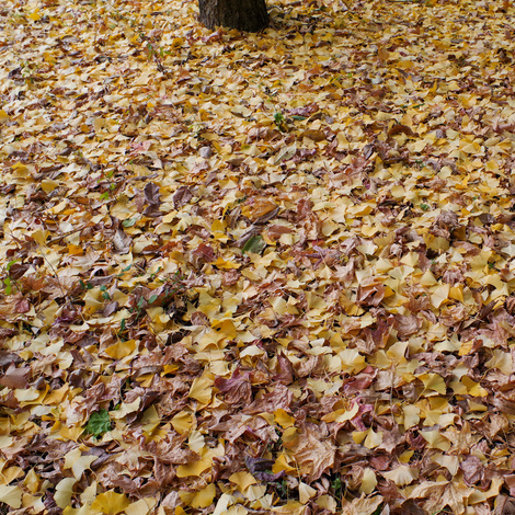 fallenleaves2.jpg