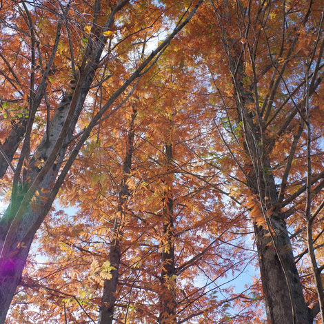 fallenleaves3.jpg