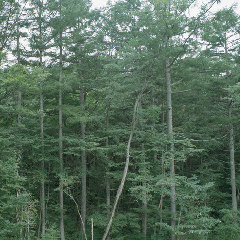 forest.jpg