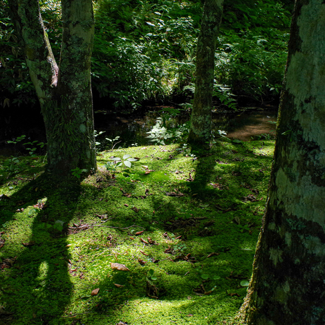 forest2.jpg