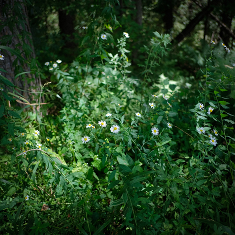 forest3.jpg