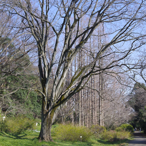 koishikawa-shokubutsuen1.jpg