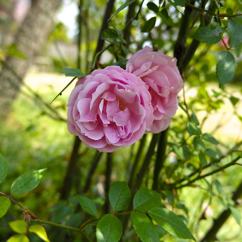 rose1.jpg