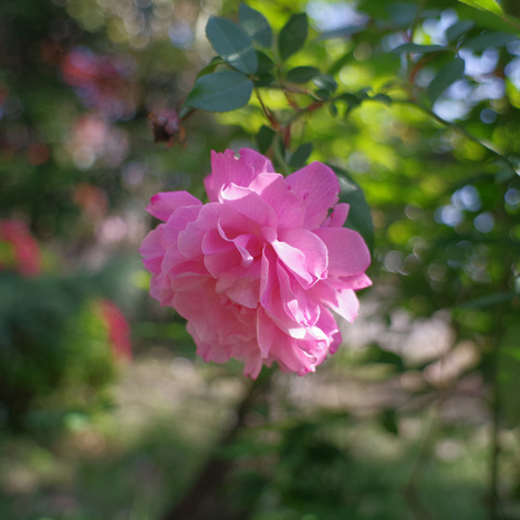 roses2021.jpg