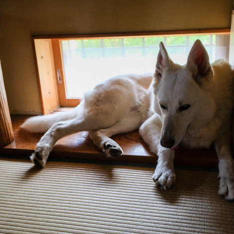 shepard-tatami.jpg