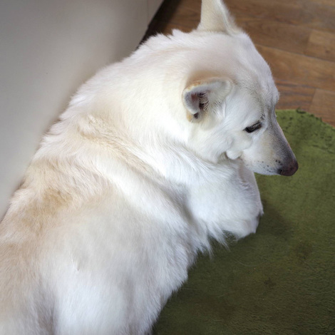 white-shepard1.jpg